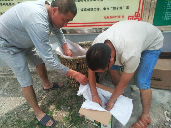 上田坝乡马史洛村帮扶干部帮助村民进行枇杷装箱